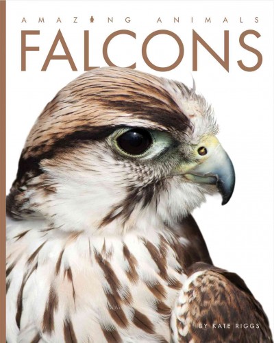 Falcons / Kate Riggs.