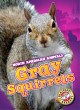 Gray squirrels  Cover Image